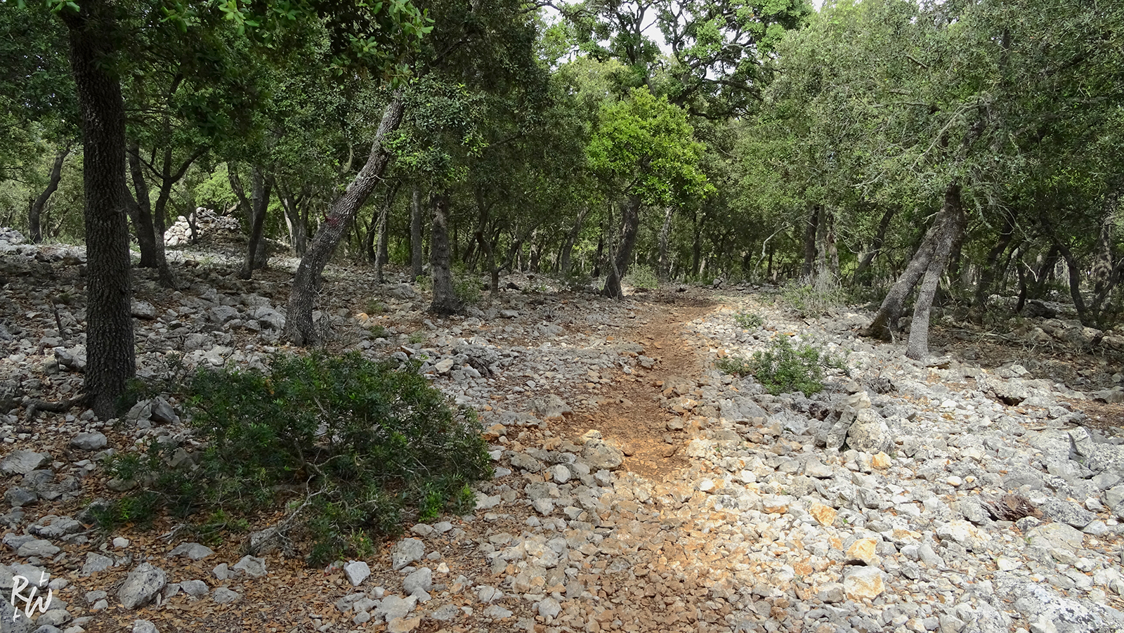 Chemin à travers la forêt