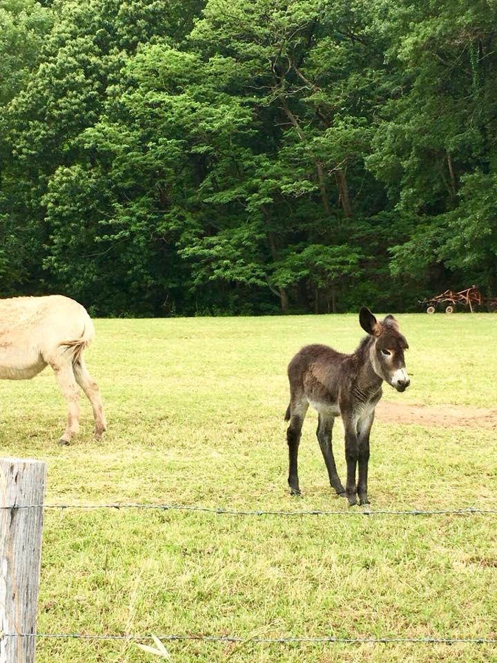 "Il est trop kiki!!!"