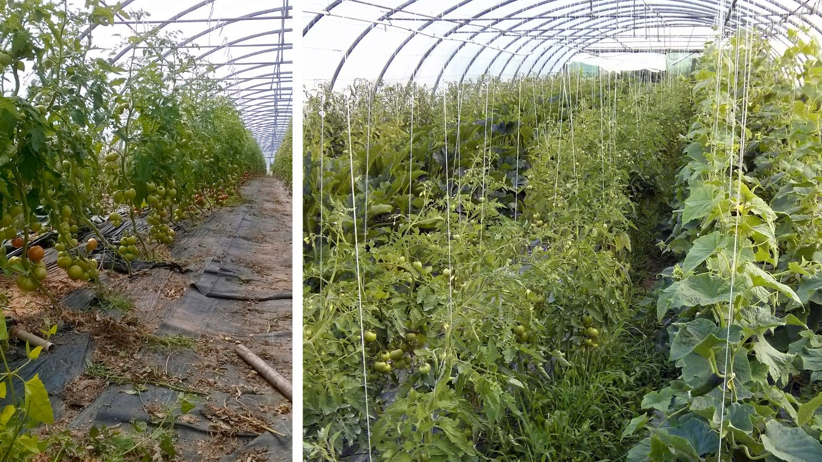 Sous les serres des tomates