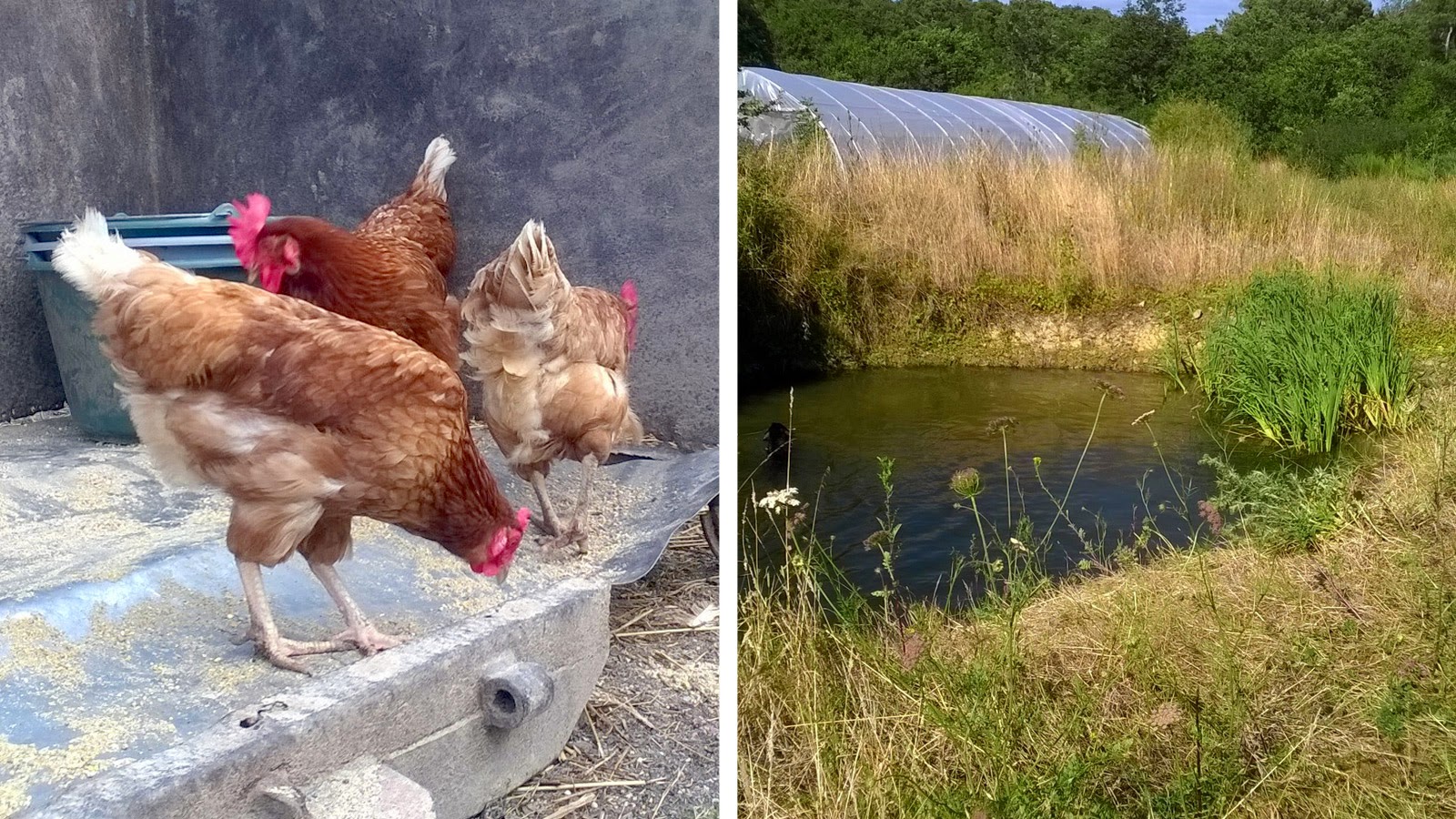 La vie sauvage de la ferme